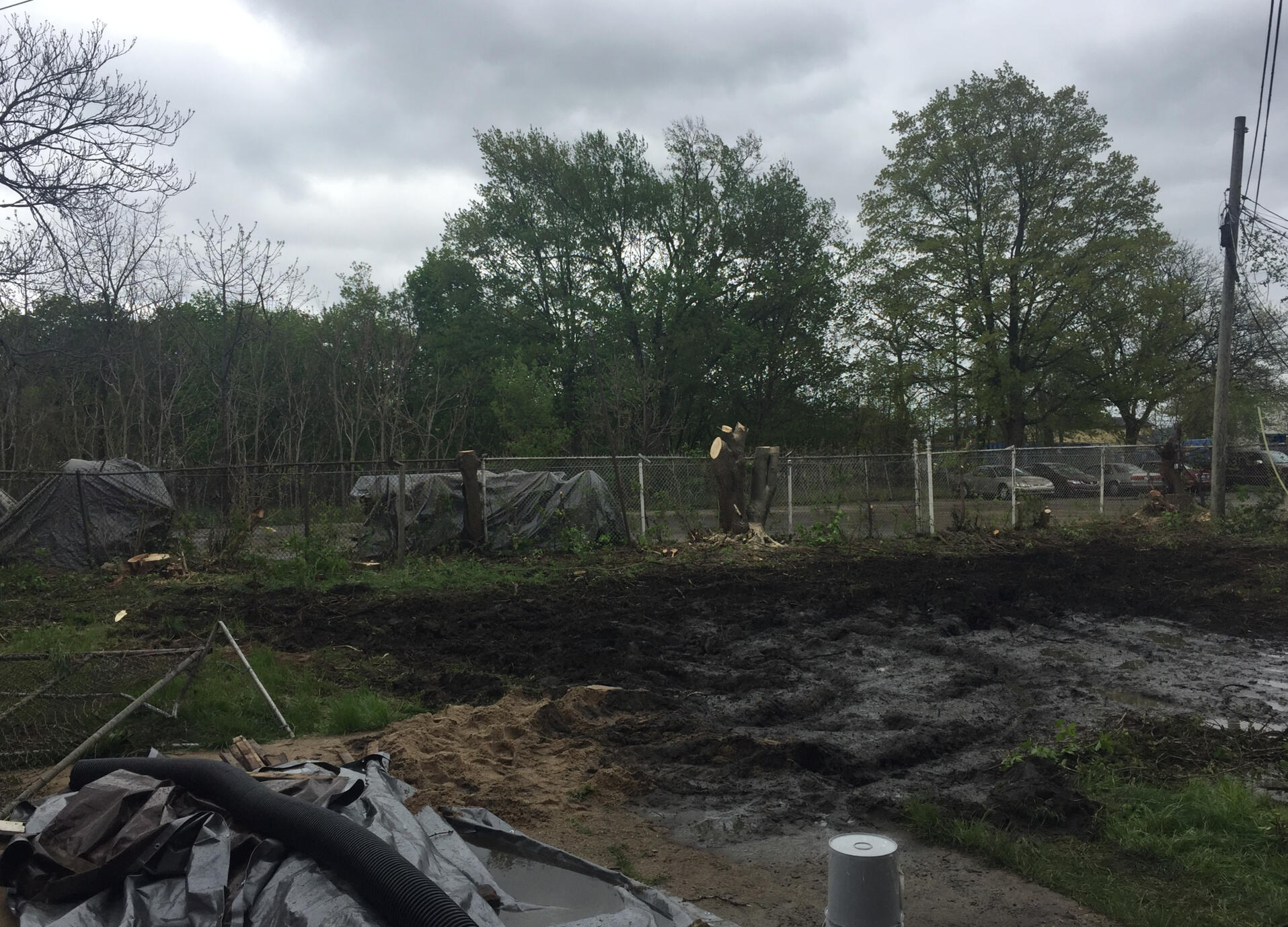 Backyard after some hedge trimming