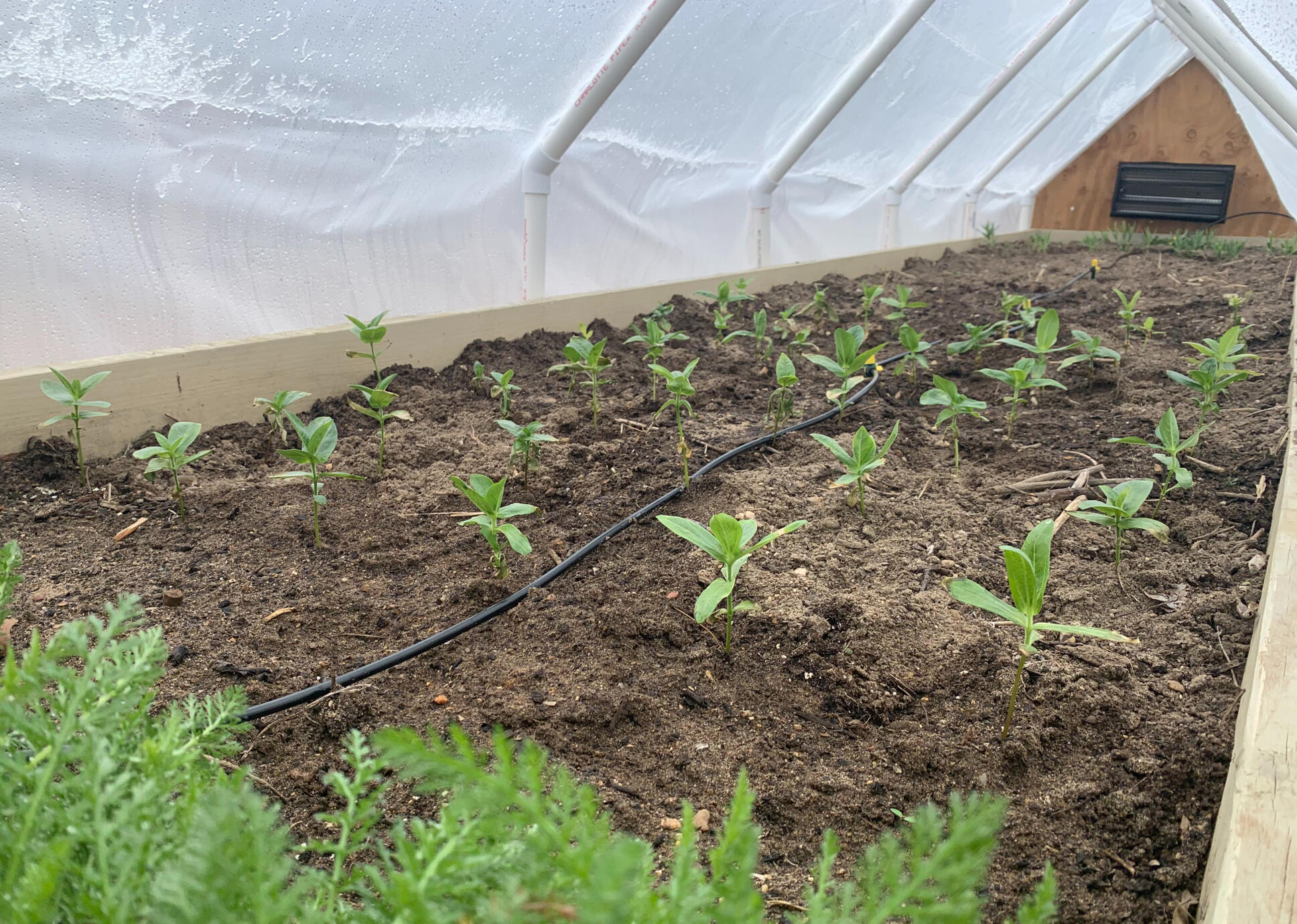 Plants getting started early in greenhouses
